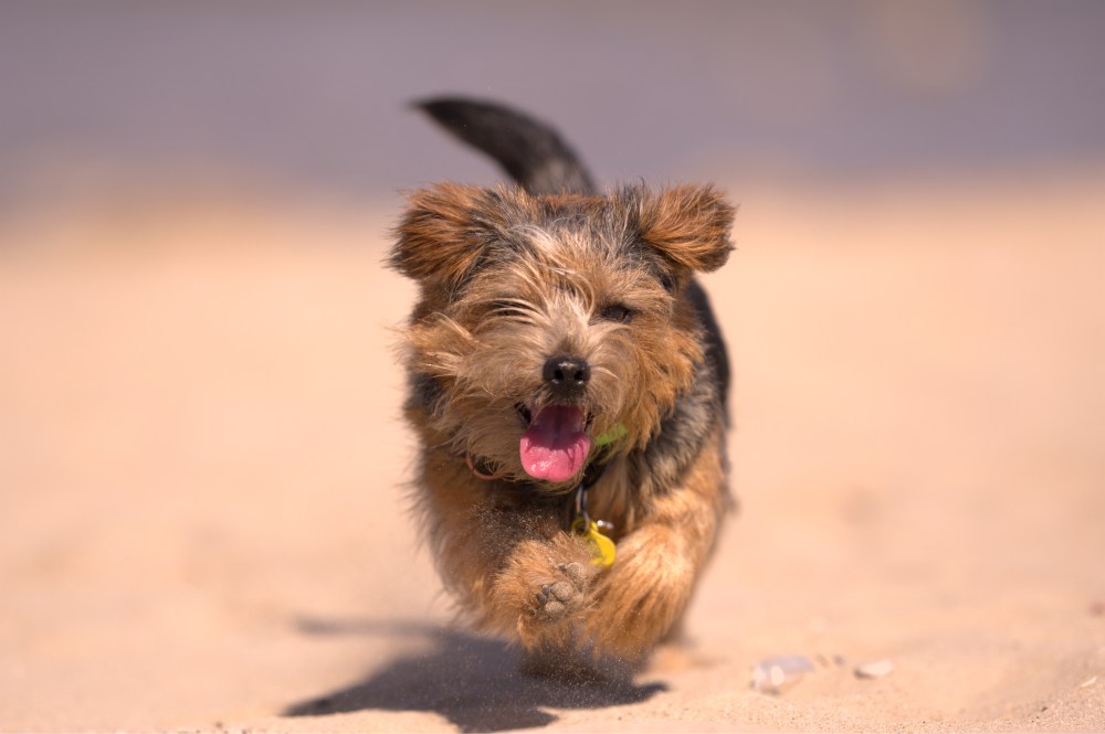 Harvest in the beach2