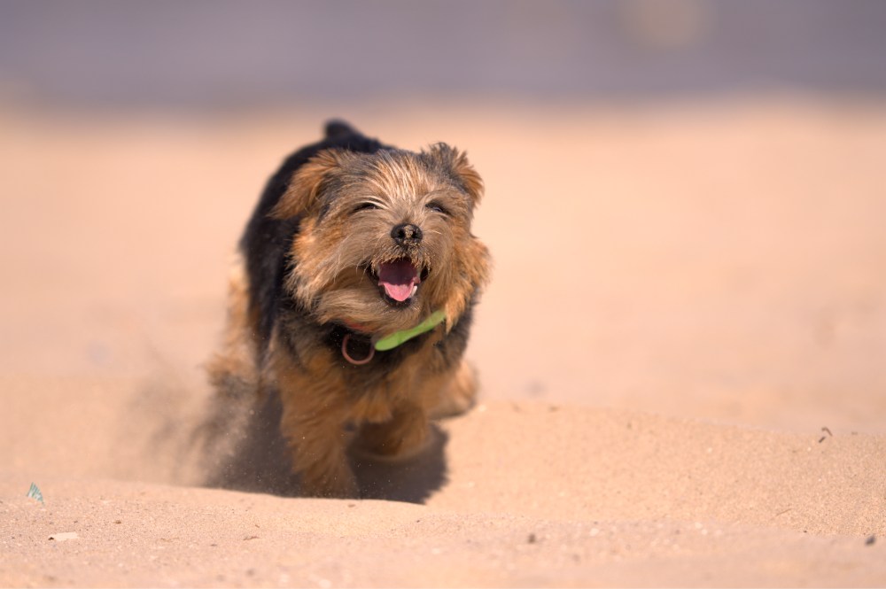 Harvest in the beach5