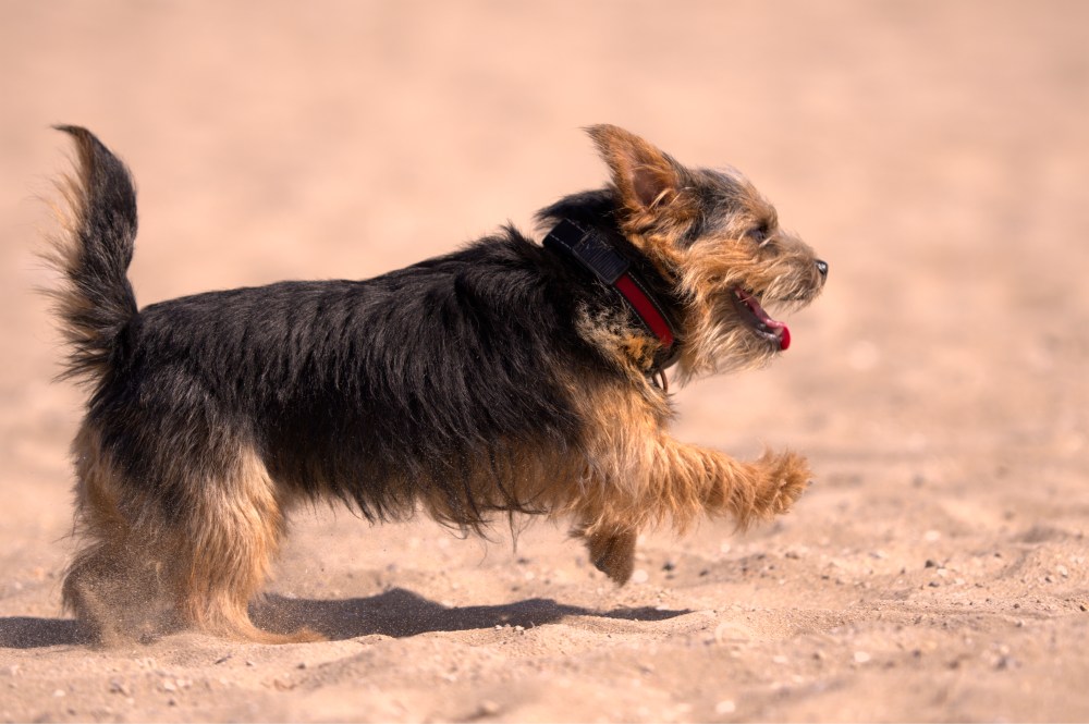 Harvest in the beach8