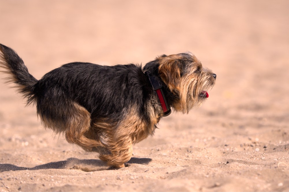 Harvest in the beach9
