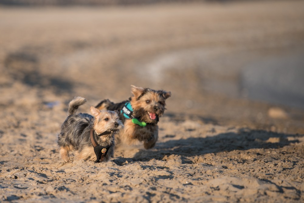 Harvest and Dora in the Beach (10 of 13)