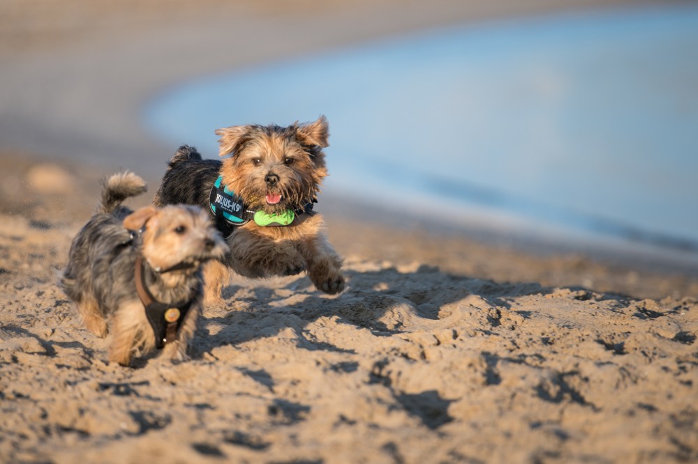 Harvest and Dora in the Beach (11 of 13)