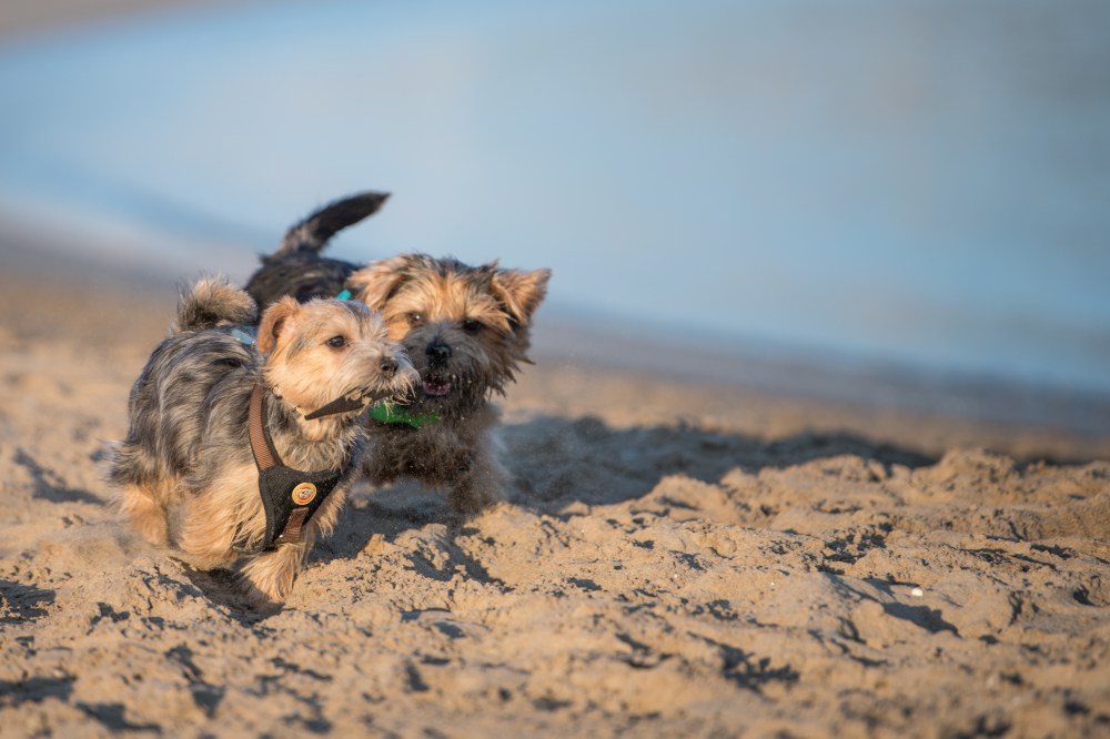 Harvest and Dora in the Beach (12 of 13)
