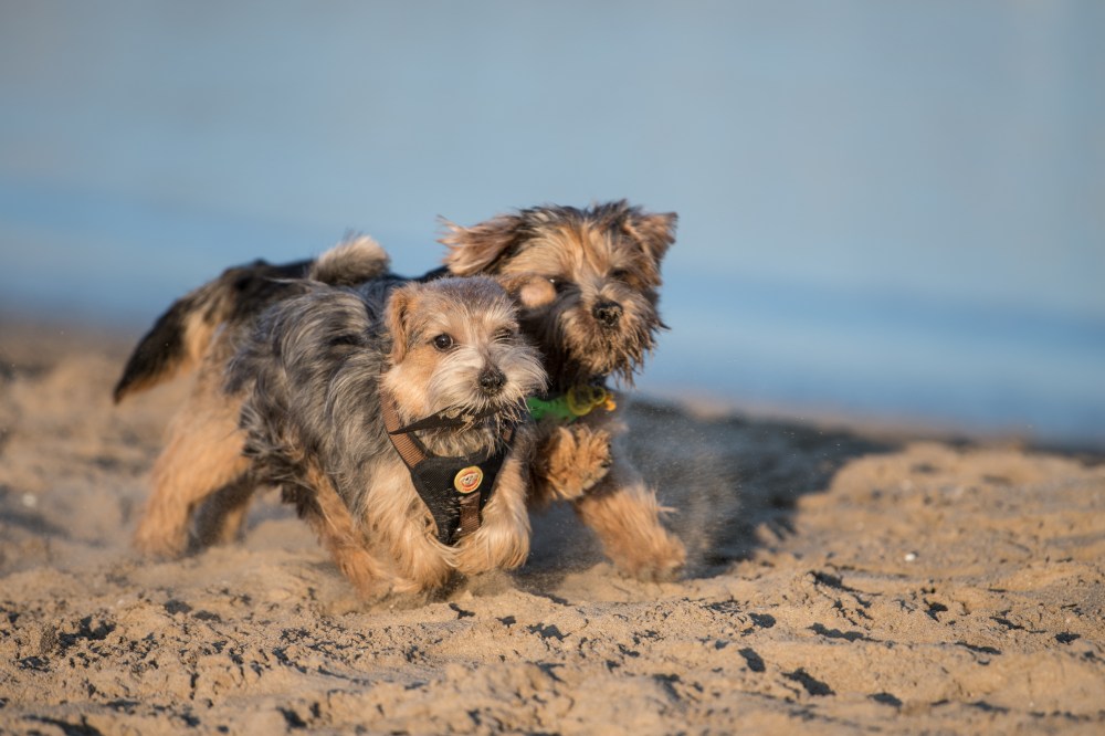Harvest and Dora in the Beach (13 of 13)