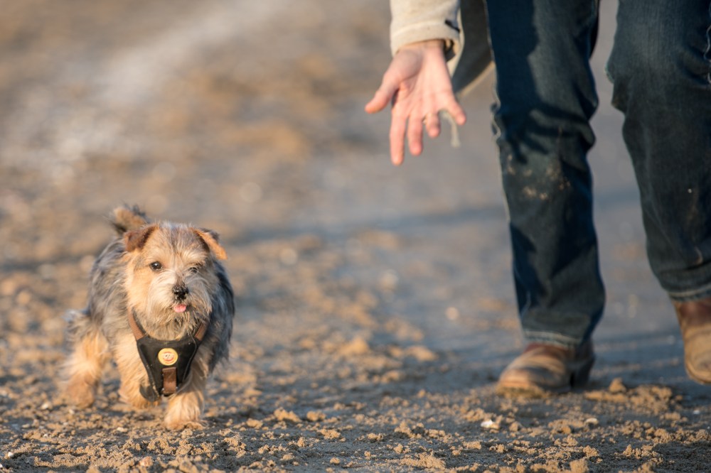 Harvest and Dora in the Beach (14 of 1)