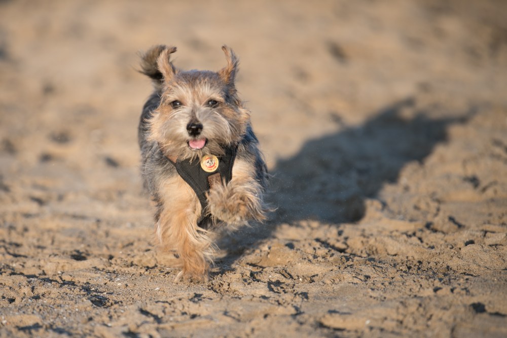 Harvest and Dora in the Beach (3 of 13)