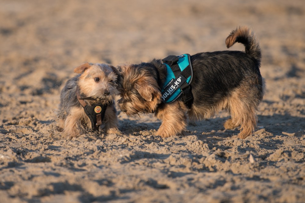 Harvest and Dora in the Beach (5 of 13)