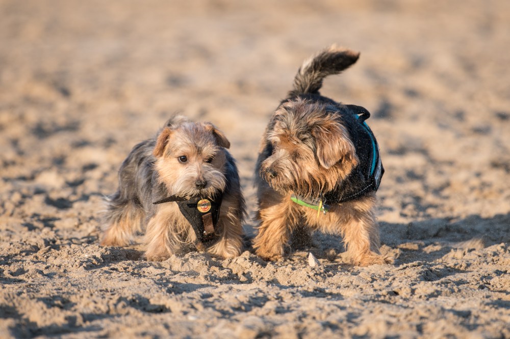 Harvest and Dora in the Beach (8 of 13)