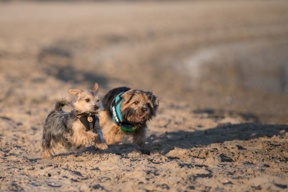 Harvest and Dora in the Beach (9 of 13)