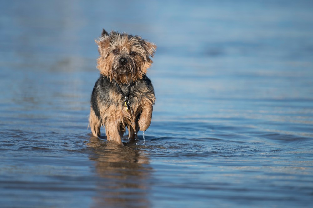 Harvest in the Beach (1 of 2)