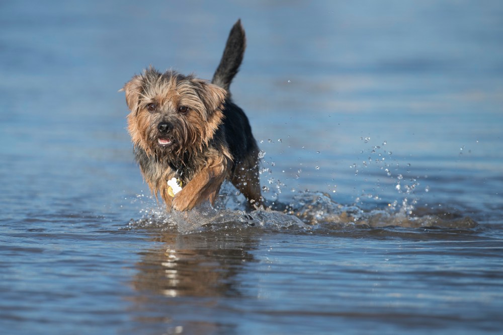 Harvest in the Beach (2 of 2)