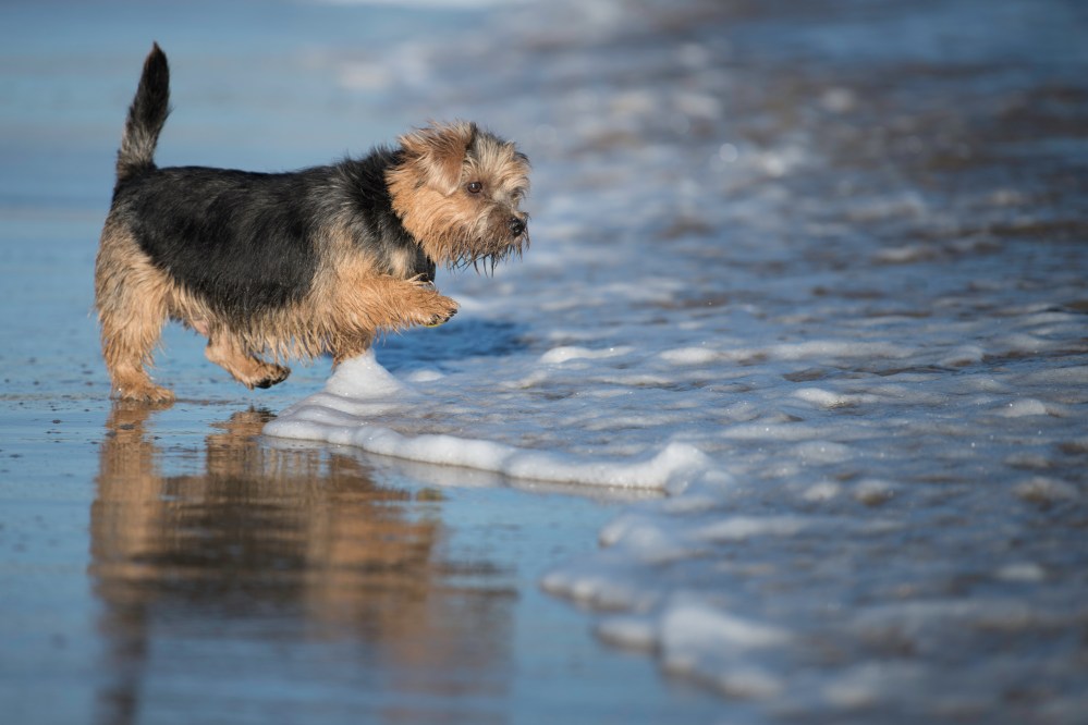 Harvest in the Beach (3 of 1)