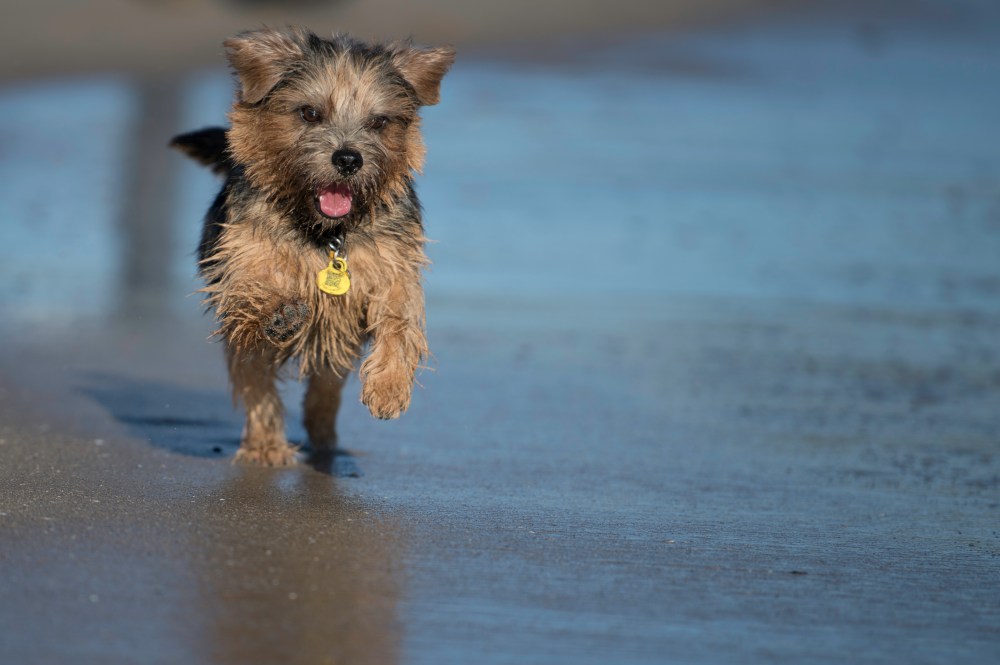 Harvest in the Beach (4 of 1)