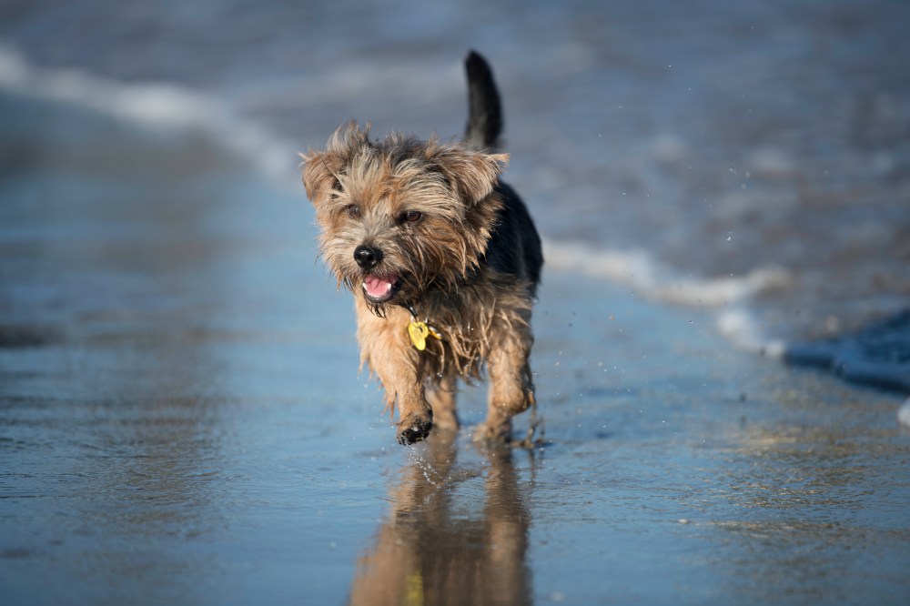Harvest in the Beach (6 of 1)