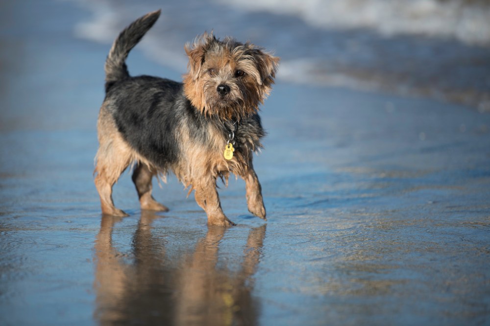 Harvest in the Beach (7 of 1)