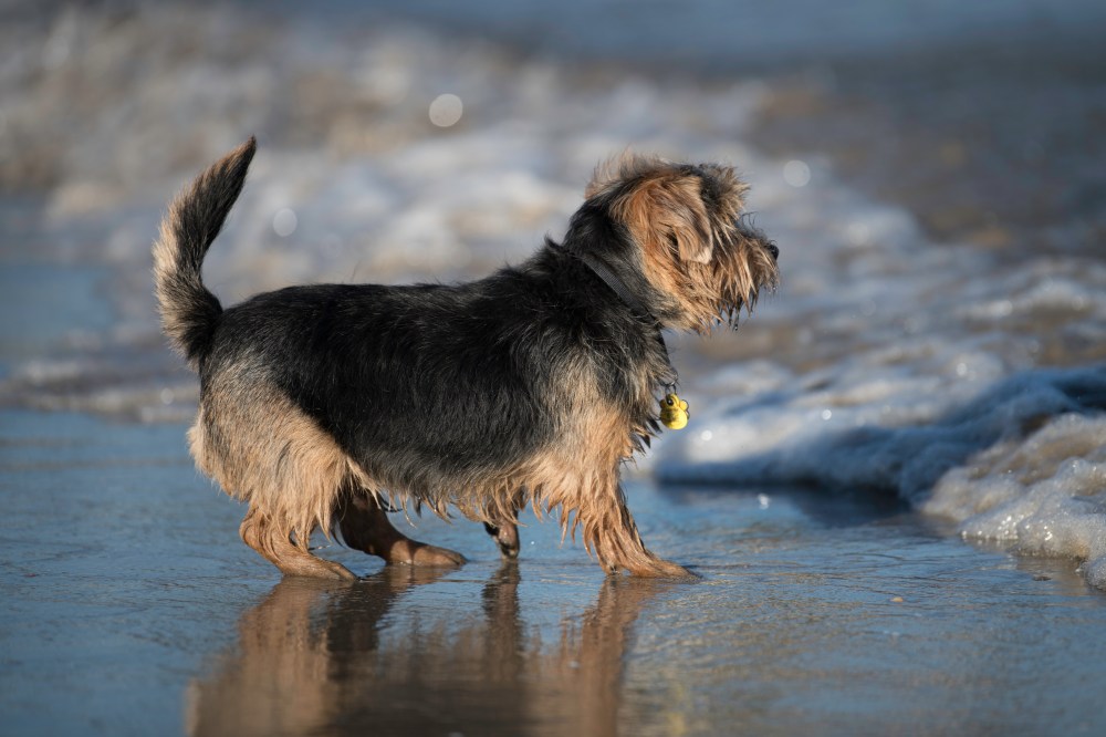 Harvest in the Beach (8 of 1)