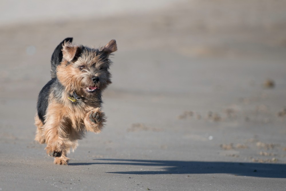 Harvest in the Beach (9 of 1)
