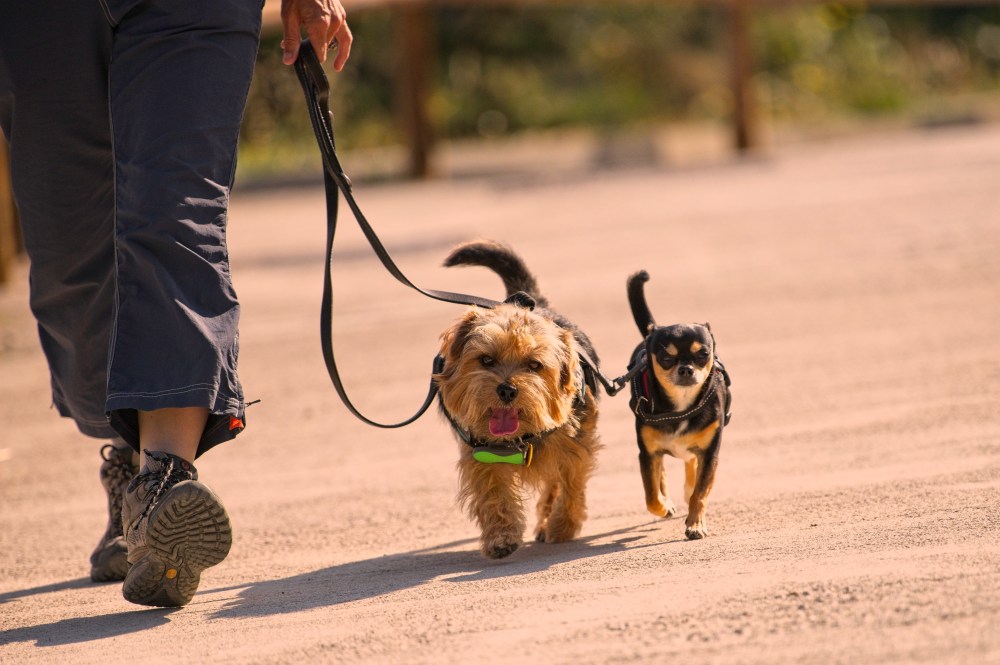 Harvest &amp; Cooper 2