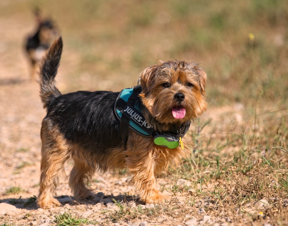 Harvest &amp; Cooper 4jpg